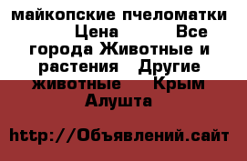  майкопские пчеломатки F-1  › Цена ­ 800 - Все города Животные и растения » Другие животные   . Крым,Алушта